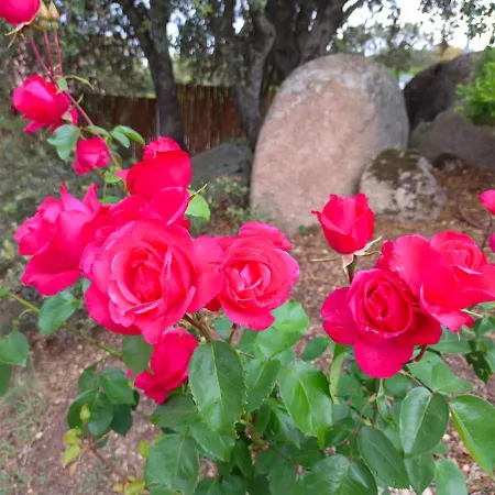 Holiday home El Encinar De Gabino